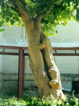02amanti.jpg