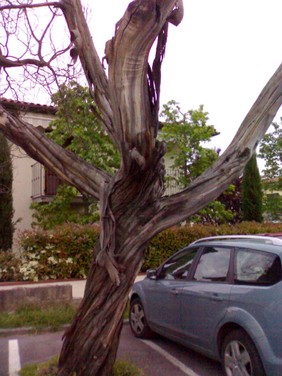 25042009059.jpg