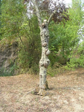 DSCN6194.JPG