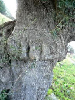 Faccia di Gigante.JPG