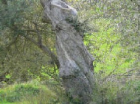 Giovane Paggio.JPG
