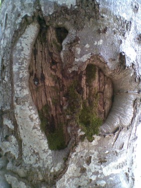 ILARIABASTIANELLIALBEROCONCUORE-DOGANACCIA.jpg