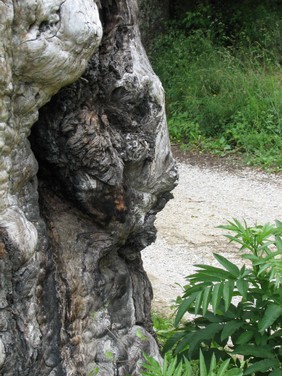 Il guardiano Bisonte.jpg