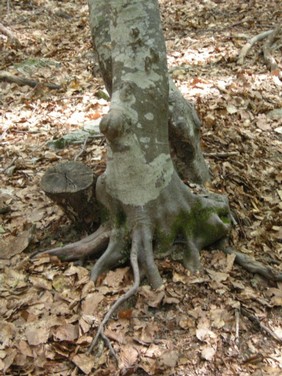 Immagine 014.jpg
