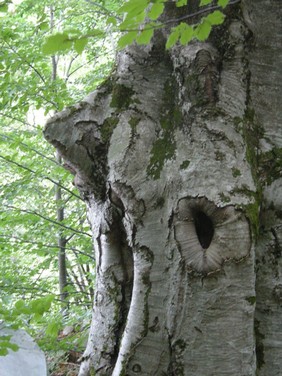Immagine 502.jpg