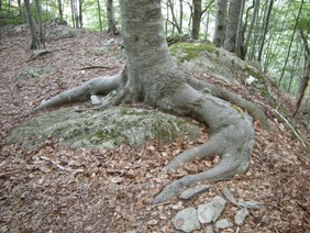 Immagine 542.jpg