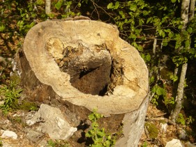 P1010230.JPG
