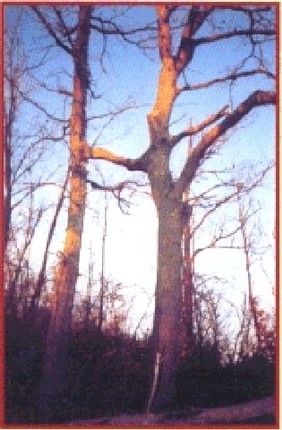 alberi_gemelli-sam.jpg