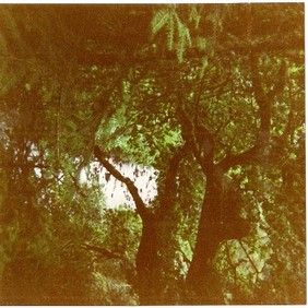 albero luciana corretto.jpg