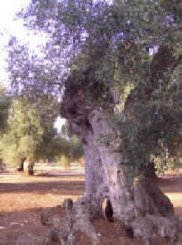 albero pinguino.JPG