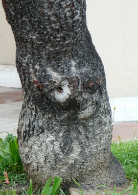 albero valleverdina1.jpg