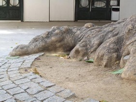 alligatore182.jpg