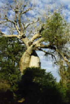 baobab.jpg