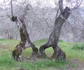 il ballo degli olivi .carlo.pidocchio.jpg