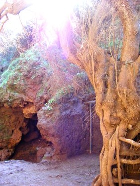 isabella. ALBERO ROSSO.altipiano ouzoud.marocco.JPG
