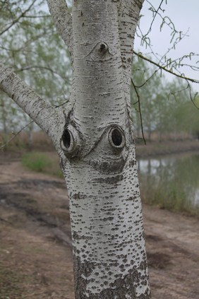 occhi sul padule mangani.JPG