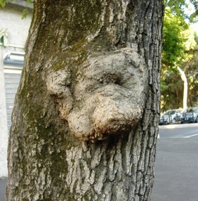 orsetto.JPG