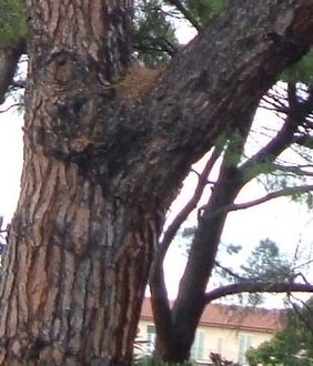 pinogiardinocorsica.jpg
