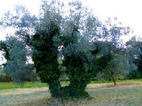 querciabella 048.jpg