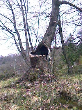 silvia. CAMAIORE.ALBERO CHE CANTA.jpg
