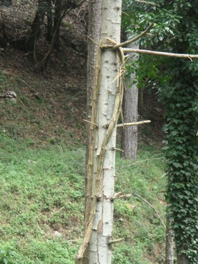 tree-bambolina.JPG