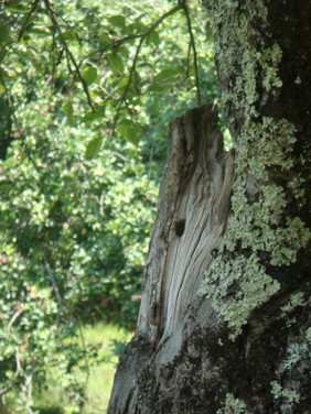 tree-dagli anunaki all