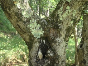tree-triangolo2.JPG